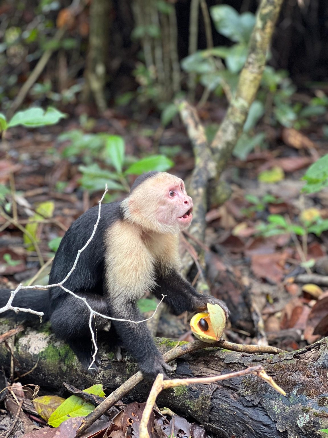 White faced capuchin monkey in the forest